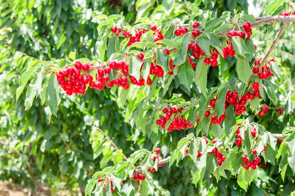 Cherry berry tree in orchard — Stock Photo, Image