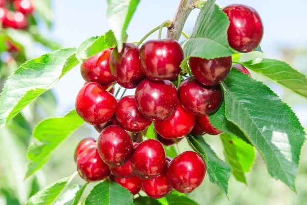 Branch of cherry tree with dark red ripe berries — Stock Photo, Image