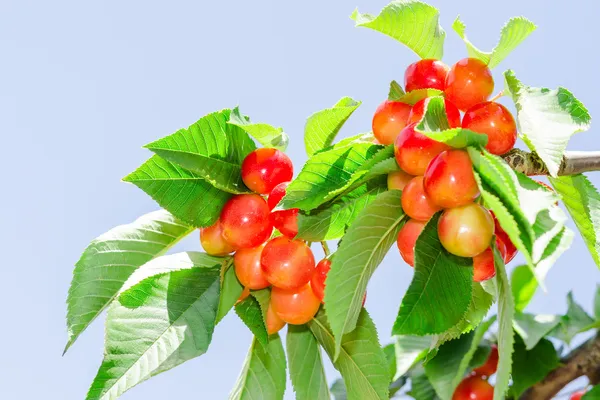 Bright colored rainier white cherry berry — Stock Photo, Image
