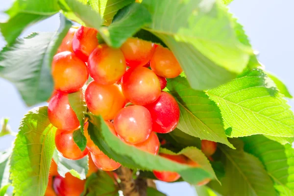 Rainier white ripe cherry berry sweet and juicy fruits — Stock Photo, Image