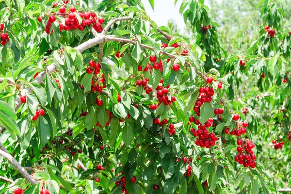 Cherry berry sunny orchard garden tree — Stock Photo, Image