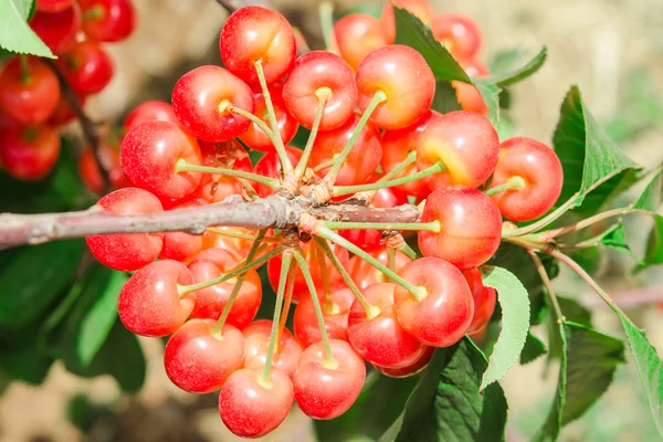 Big bunch of white ripe cherry juicy berry — Stock Photo, Image