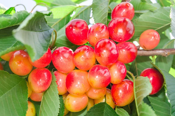 Vivid rainier white cherry berry — Stock Photo, Image