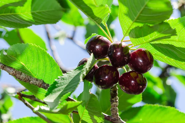 Ripe juicy vinous cherry big berries — Stock Photo, Image