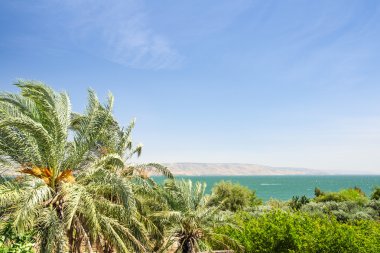 Date palms on the shore of Lake Kinneret clipart