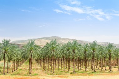 hurma meyve plantasyon oasis Orta Doğu Çölü'nde