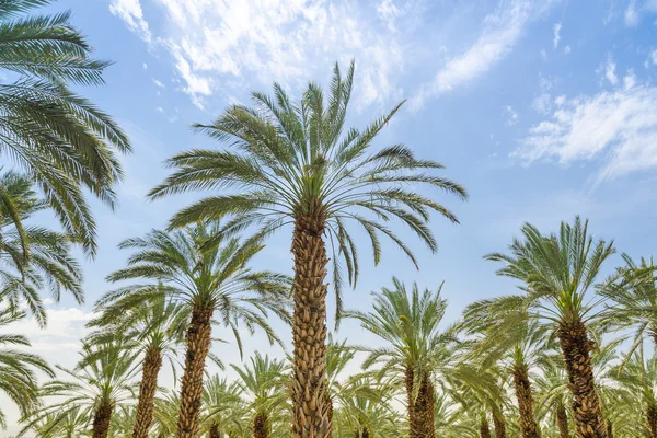 Vysoké fíky datum palmy v Středním východě sad — Stock fotografie