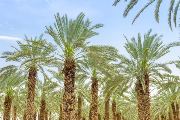 Lush foliage of figs date palm trees on cultivated oasis — Stock Photo, Image