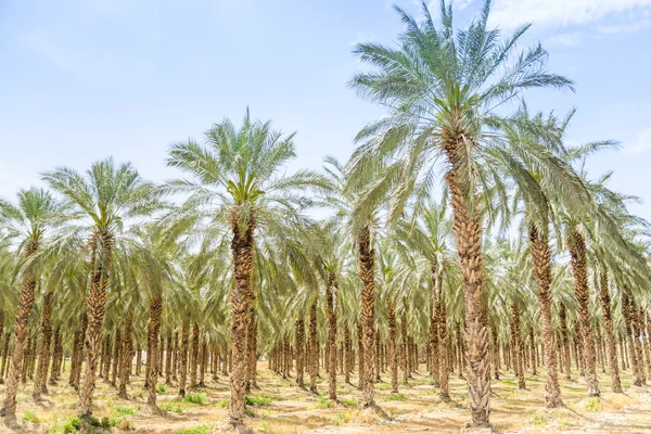 Date figs palms orchard in Middle East desert — Stock Photo, Image