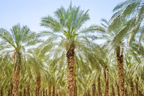 Date figs palm forest or plantation orchard — Stock Photo, Image