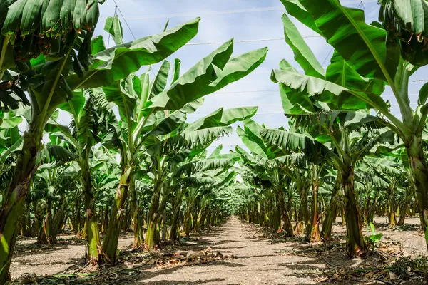 Soliga trail i bananplantage palm träd fruktträdgård Stockfoto