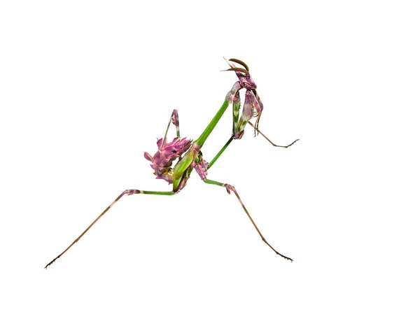 Mantis комаха з розфарбовуванням залицяння — стокове фото
