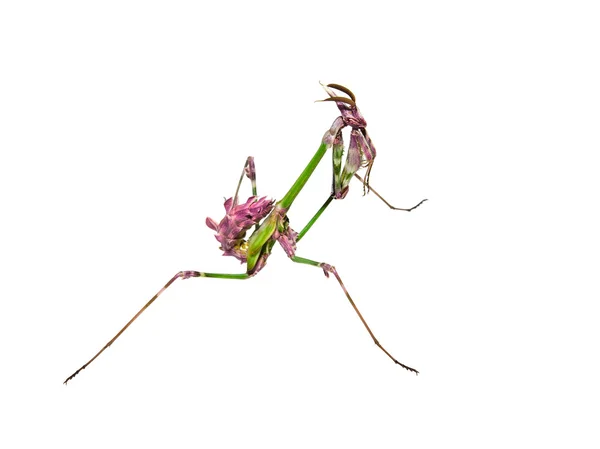 Insecto Mantis con coloración de cortejo — Foto de Stock