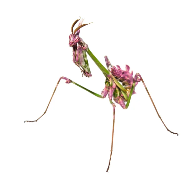 Aliens déjà sur Terre insecte ravageur mantis — Photo