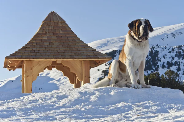 Coucher de soleil sur un chien San Bernardo et Dolomites — Photo