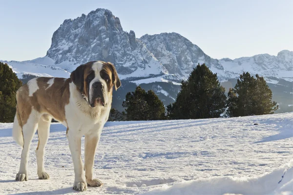 Dolomites dağlar ve san bernardo Telifsiz Stok Fotoğraflar