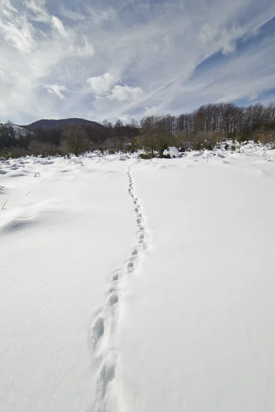 Following those marks on the snow — Stock Photo, Image