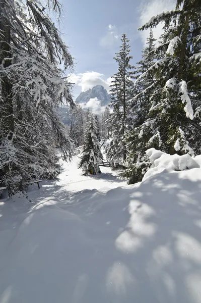 Snö klättra genom en forrest i Dolomiterna — Stockfoto