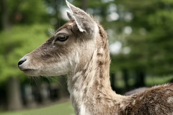 Damwild-Porträt — Stockfoto