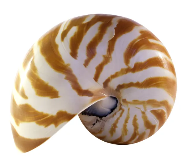 Coquille isolée du Nautilus — Photo