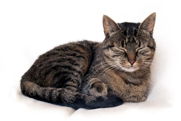 Расслабляющая кошка — стоковое фото