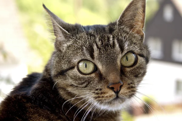 House cat portrait — Stock Photo, Image