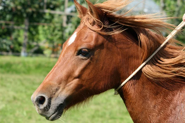 Galloping quarter pony portrait — Stock Photo, Image