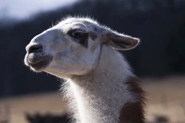 Retrato de llama —  Fotos de Stock