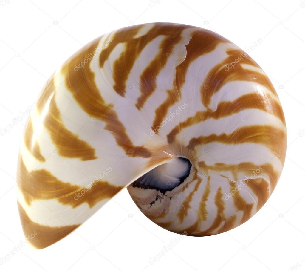 Isolated Nautilus Shell