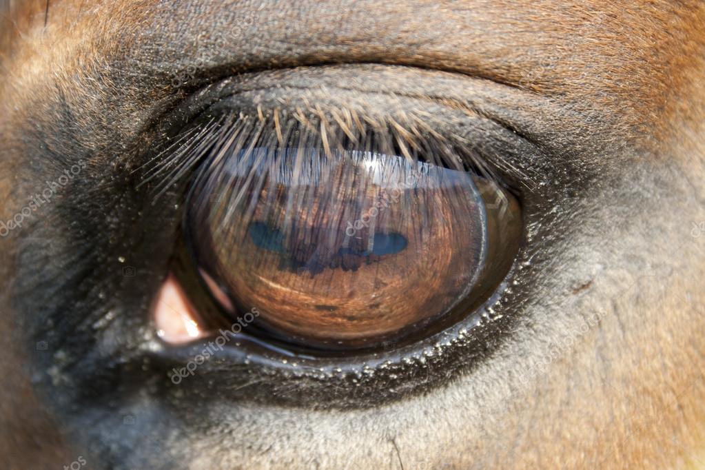 Close up of a horse eye — Stock Photo © zizar 14333737