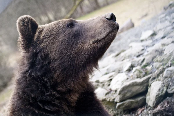 Braunbär-Porträt — Stockfoto