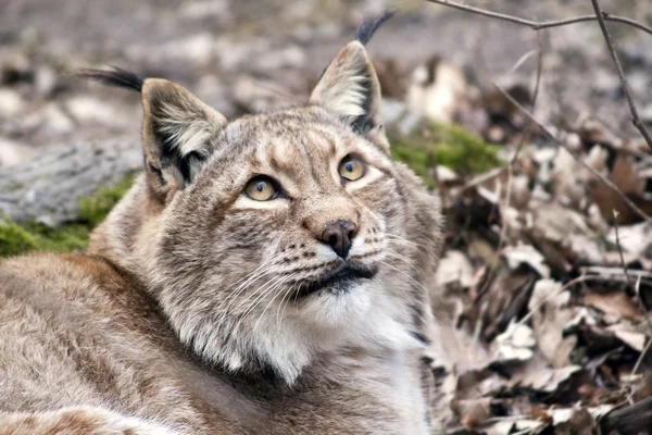 Lynx portrait — Stock Photo, Image