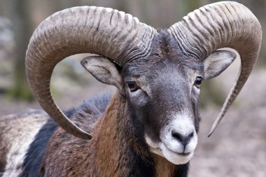 kunduzdan oluşur ram