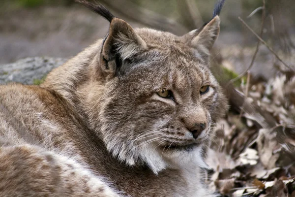 Retrato de Lynx — Fotografia de Stock
