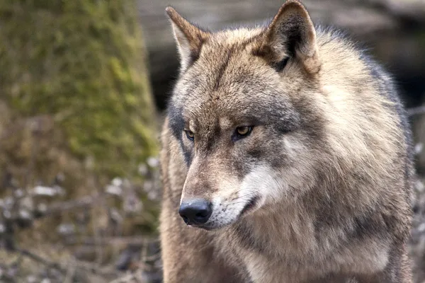 Wolfsporträt — Stockfoto