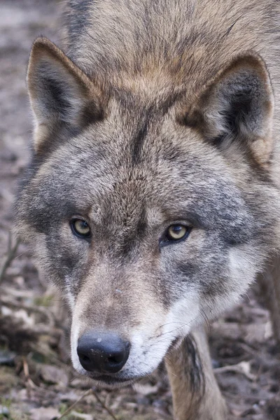Wolf portrait — Stock Photo, Image
