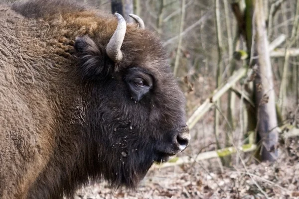 Retrato de bisonte — Fotografia de Stock