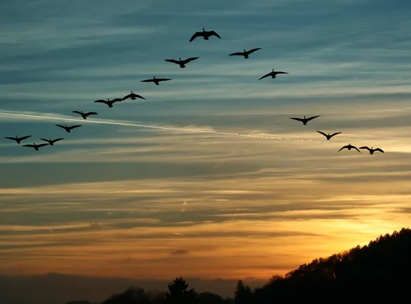 Migrazione degli uccelli al tramonto — Foto Stock