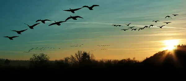 Міграція птахів на заході сонця — стокове фото