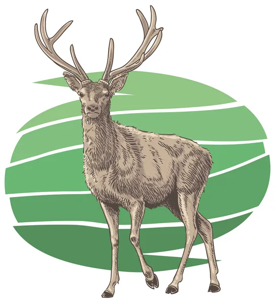 Red Deer — Stock Vector