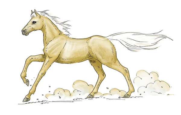 Palomino horse gallop — Stock Photo, Image