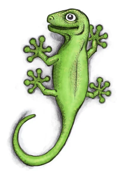 Green Gecko — Stock Photo, Image