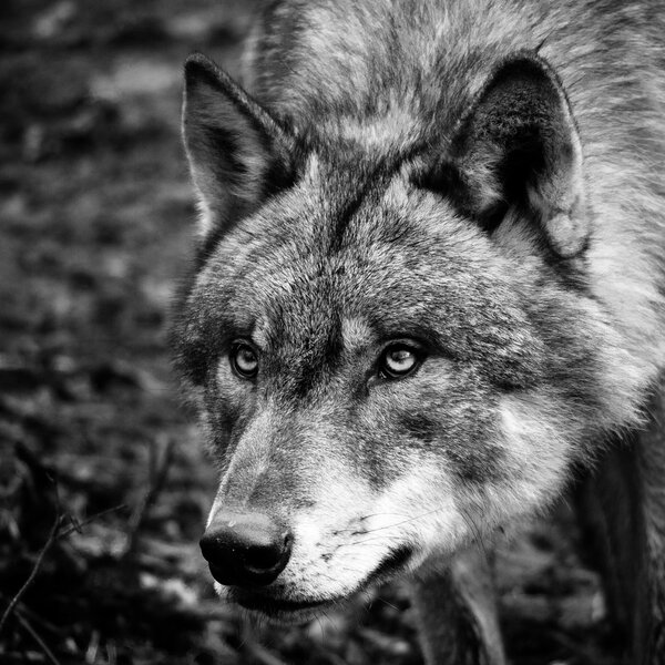 Black and white portrait of european wolf looking up