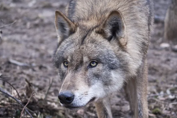 Wolfsporträt — Stockfoto