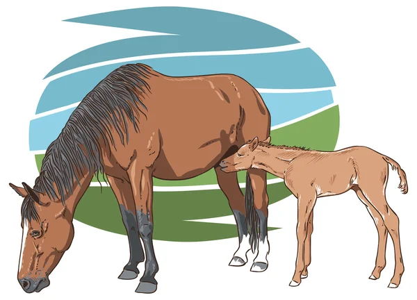Mare feeding her foal — Stock Vector