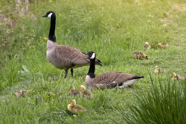 Canada Goose Goslings — Stock Photo, Image