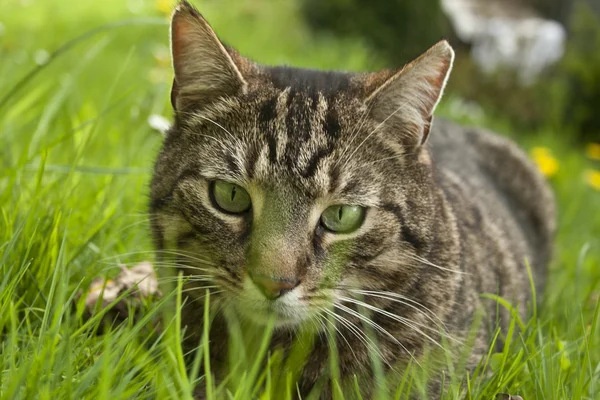 Gato en primavera hierba — Foto de Stock