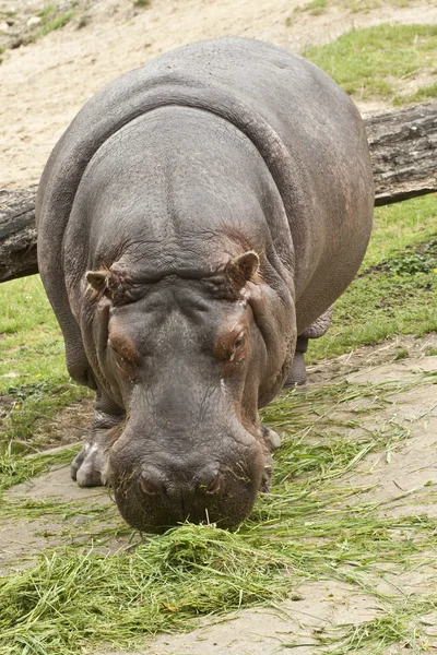 Hippopótamo enrugador — Fotografia de Stock