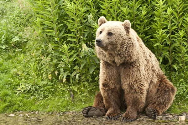 Urso Kodiak. — Fotografia de Stock