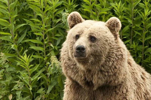 Urso Kodiak. — Fotografia de Stock